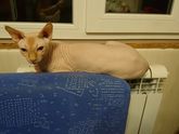 Жизнь и мучения кота. Зима 1