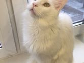 Поведение кота