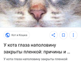 Что с котом?
