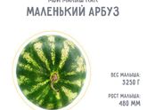 38 недель
