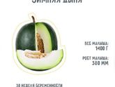 Зимняя дыня (30 недель)