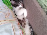 Пушистика в ленту🐱