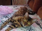 Бенгальская кошка
