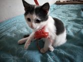 Воронеж! Помогите пристроить Котенка сироту!
