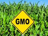 GMO