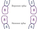 Зубки)