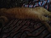 Мой кот сошел с ума