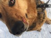 Кто разбирается в болячках собак? Гляньте пожалуйста?