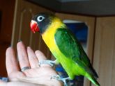 Новый член семьи🕊