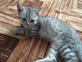 Владельцы скоттиш страйт