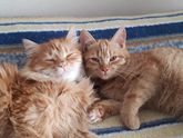 Наши котейки??