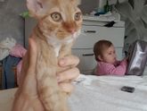 Какой породы кот?