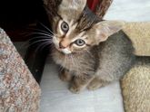 Кому нужны котятки ?