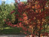 У нас уже осень 🍂