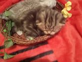 Британские котята. Окрас.