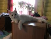 Новый член семьи😻