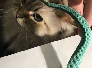F0567176-7F38-41CA-8A26-403B6DC9C254.jpeg