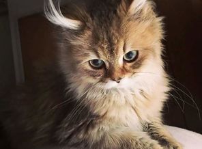 1491837619_koty