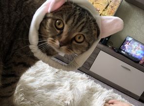 Котик всегда рядом