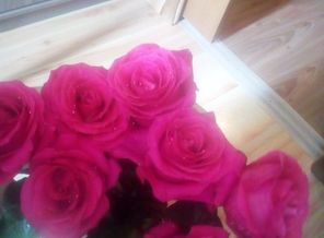 🌹🌹🌹🌹🌹🌹🌹
