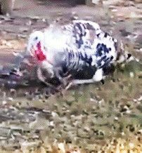 IMG_20180522_120240