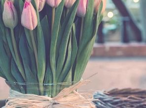 tulips-760b4fda-177b-3d21-bdd8-a1d4ad8d93f6