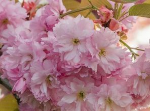 Sakura_tree-3dbccdfe-c1d6-3fa2-bd97-4185490e5c48