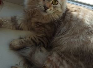 Рыся🐈