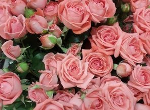 IMG-20180617-WA0015