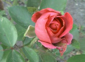 DSC00298.JPG