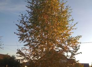 IMG_20181014_171322