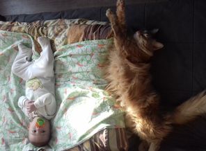 По весу и росту кот впереди))