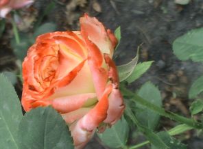 DSC00306.JPG