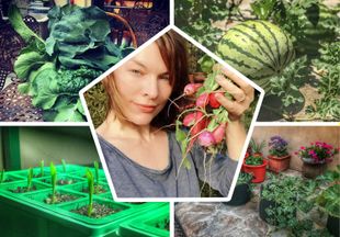 Что выращивает Милла Йовович в своем огороде?