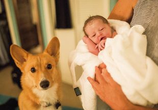 Собака-доула: домашний питомец поддерживал хозяйку во время родов
