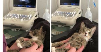 Кошка узнала о своей беременности на УЗИ и… удивилась