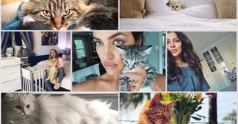 Мяу-мяу: знаменитости и их любимые кошки