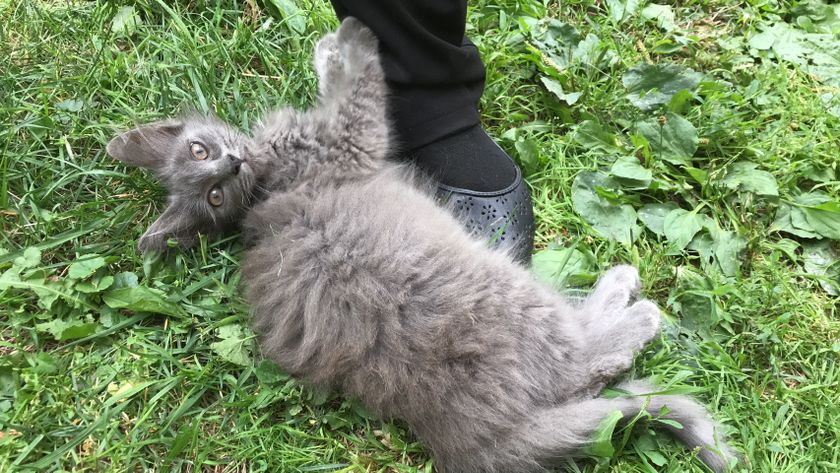 Ищу дом котёнку