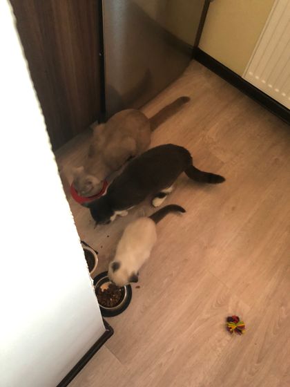 Новый год)