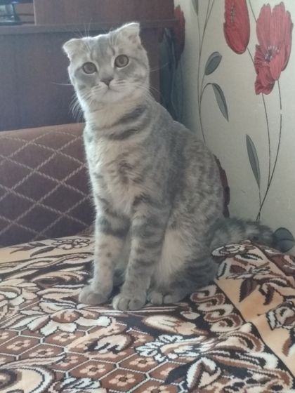 Стоит ли спаривать кота? 8 мес