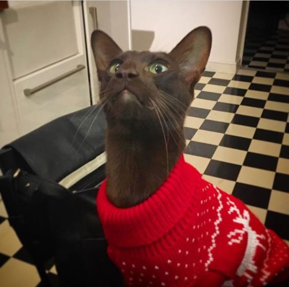 Котофеи🐱🐱🐱