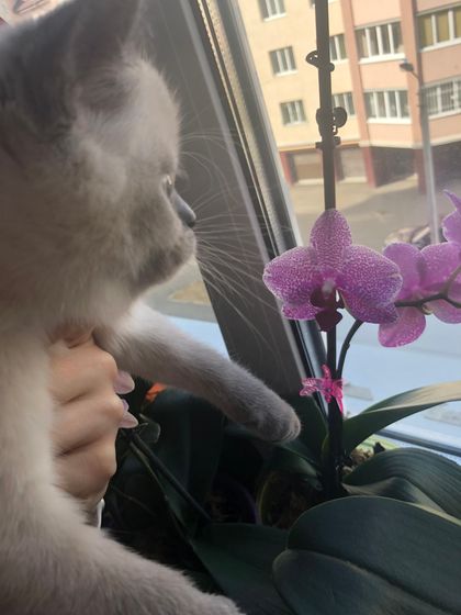 Новый год)