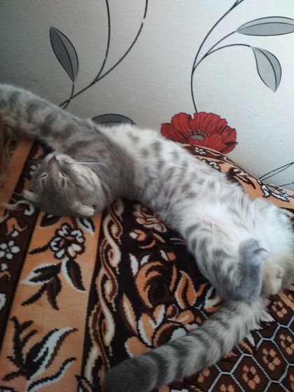 Стоит ли спаривать кота? 8 мес