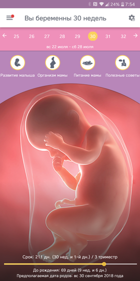 30 недель