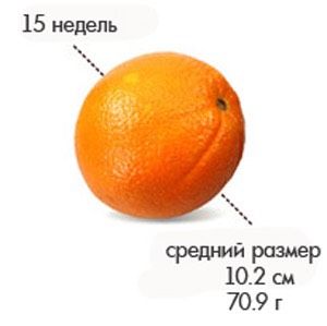 15 неделек