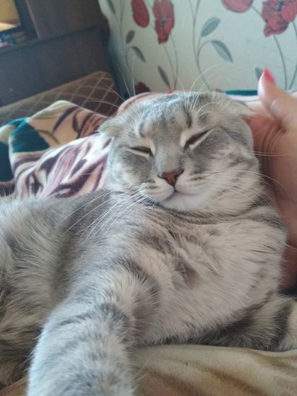 Стоит ли спаривать кота? 8 мес