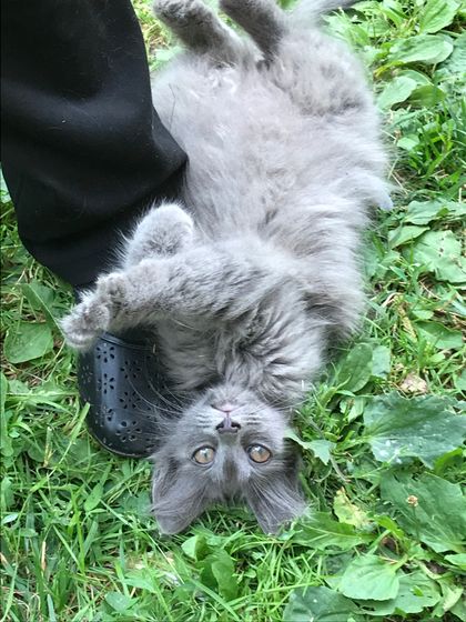 Ищу дом котёнку