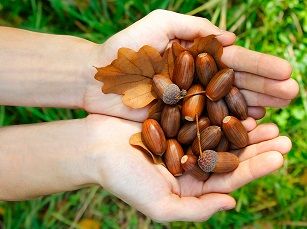 Рецепты блюд из плодов дуба – желудей: Советы старого лесника.