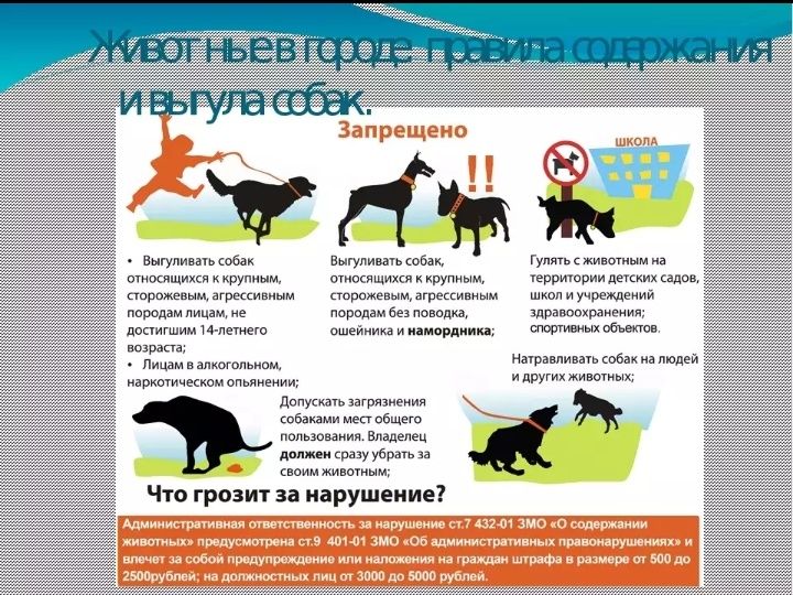 Выгуливай собаку правильно!