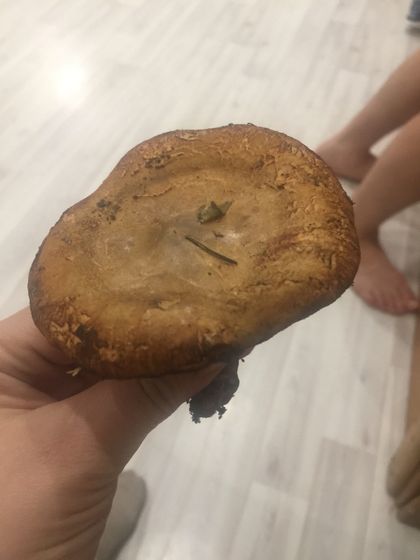 Вы знаете что это за грибы?